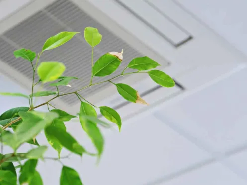 Ficus green leaves on the background of ceiling air conditioner